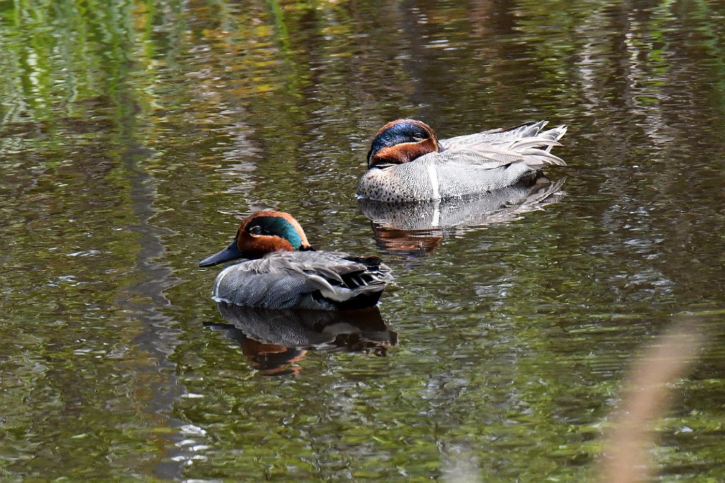 Duck, Green-winged Teal, 2018-05184380 Parker River NWR, MA.JPG - Green-winged Teal. Parker River National Wildlife Refuge, MA, 5-18-2018